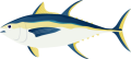 fish fish