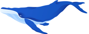 whale-p-500 whale-p-500